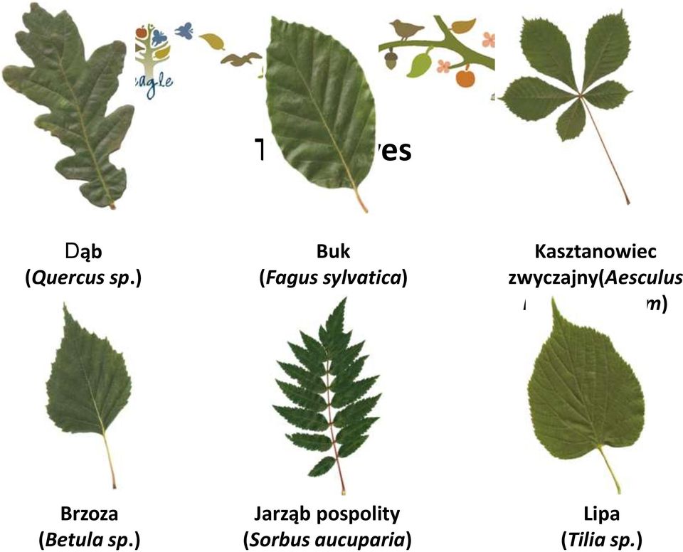 zwyczajny(aesculus hippocastanum) Brzoza