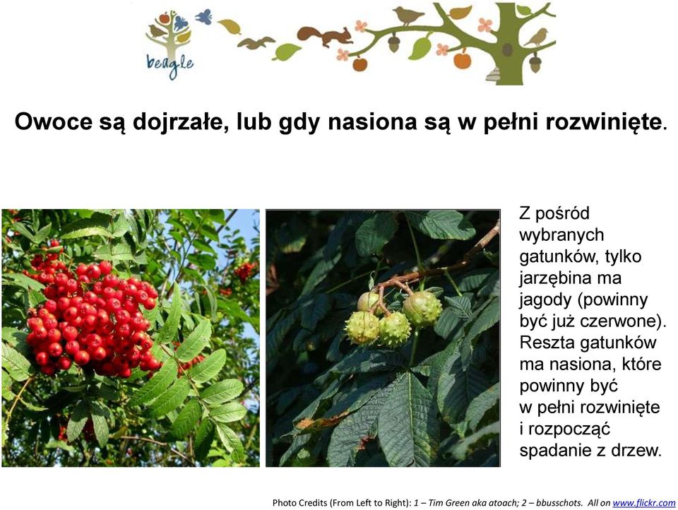 Reszta gatunków ma nasiona, które powinny być w pełni rozwinięte i rozpocząć