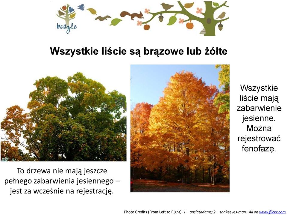 To drzewa nie mają jeszcze pełnego zabarwienia jesiennego jest za