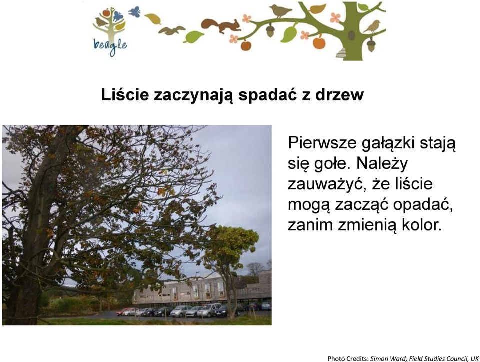 Należy zauważyć, że liście mogą zacząć opadać,