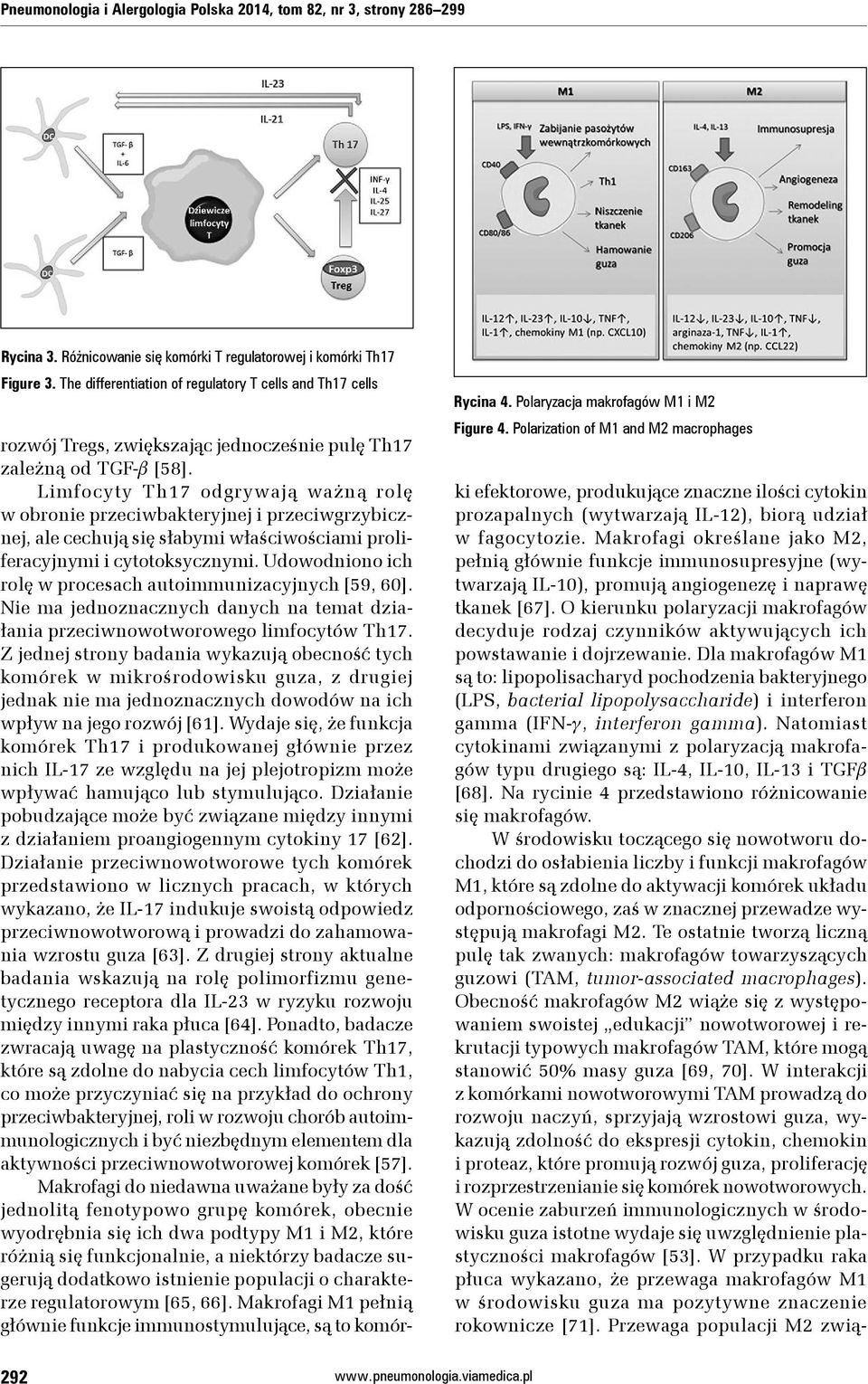 Polarization of M1 and M2 macrophages rozwój Tregs, zwiększając jednocześnie pulę Th17 zależną od TGF-b [58].