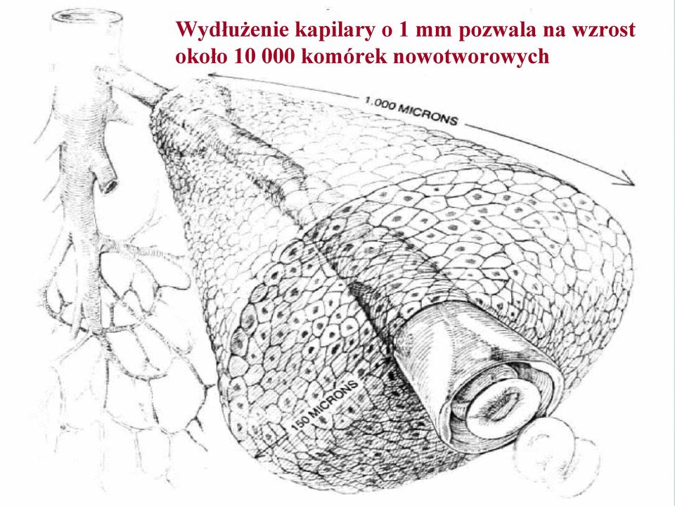 wzrost około 10 000