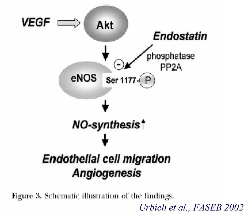 FASEB