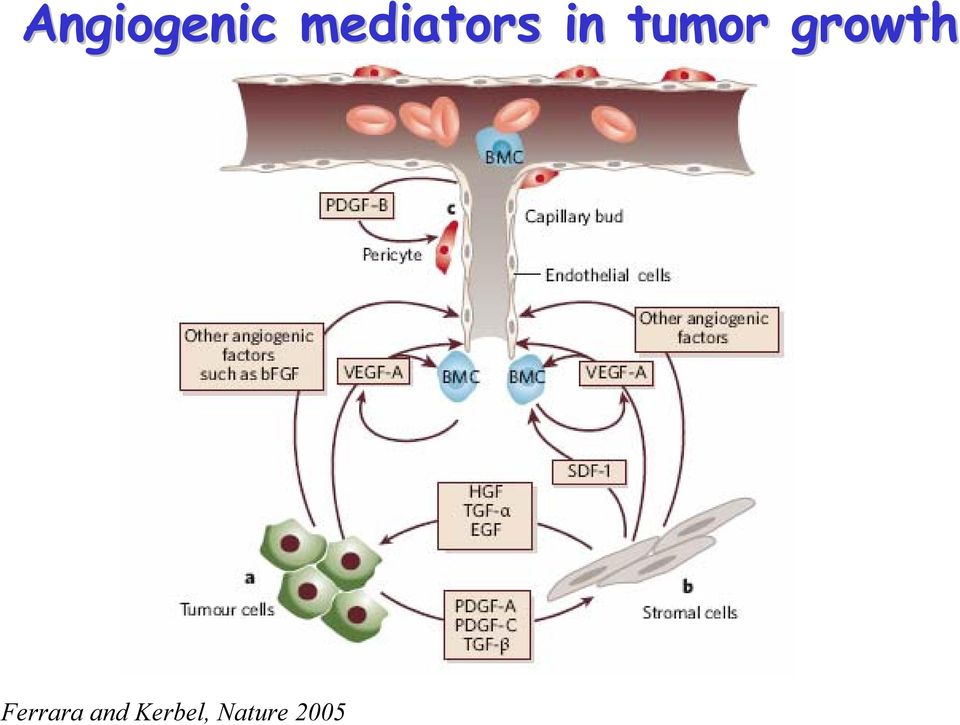 tumor growth