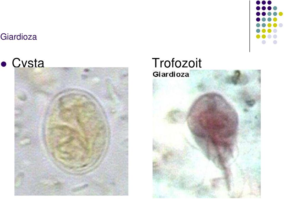 Trofozoit