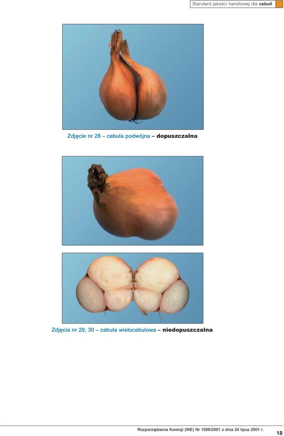 Zdj cia nr 29, 30 cebula