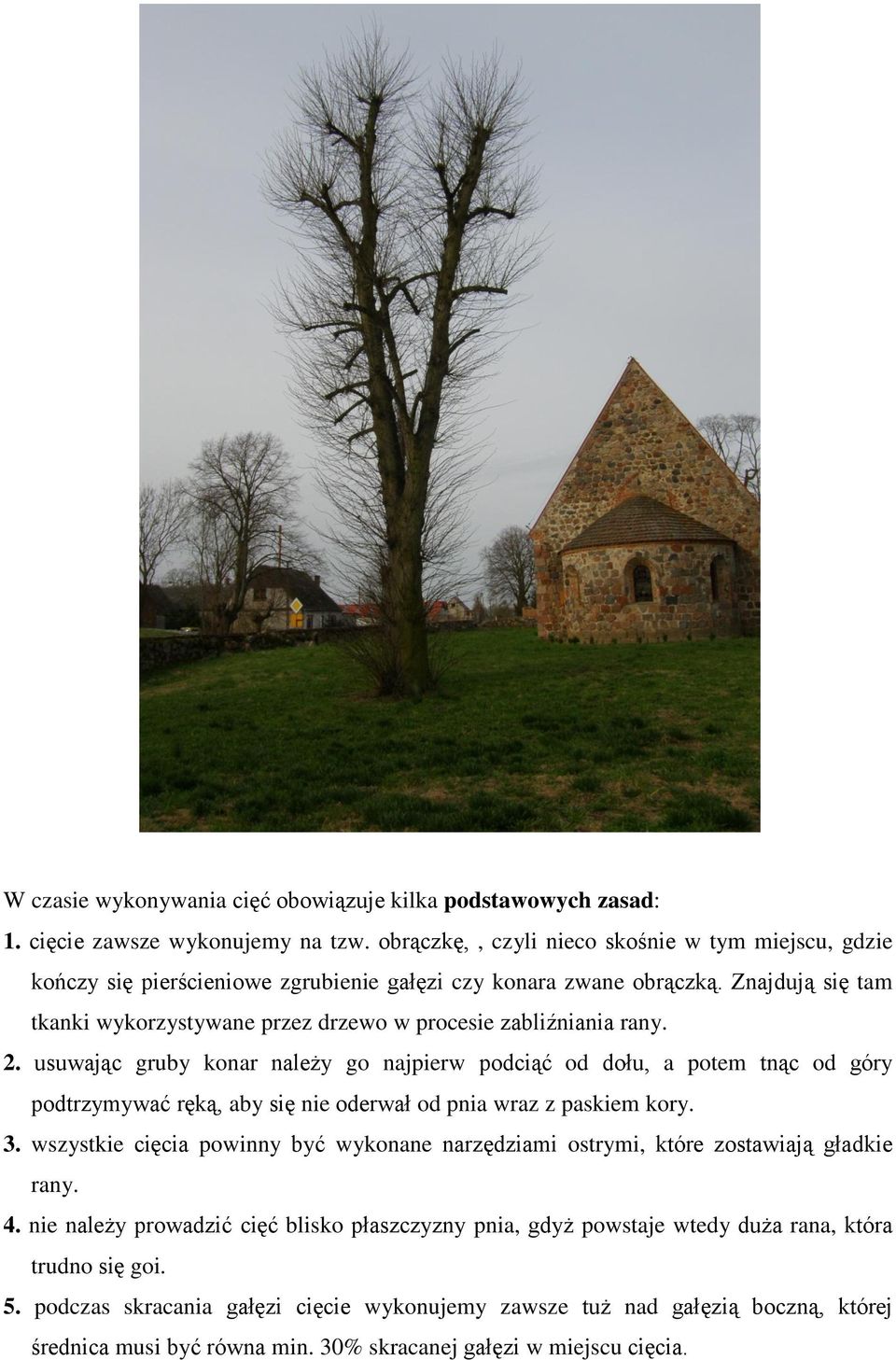 Znajdują się tam tkanki wykorzystywane przez drzewo w procesie zabliźniania rany. 2.