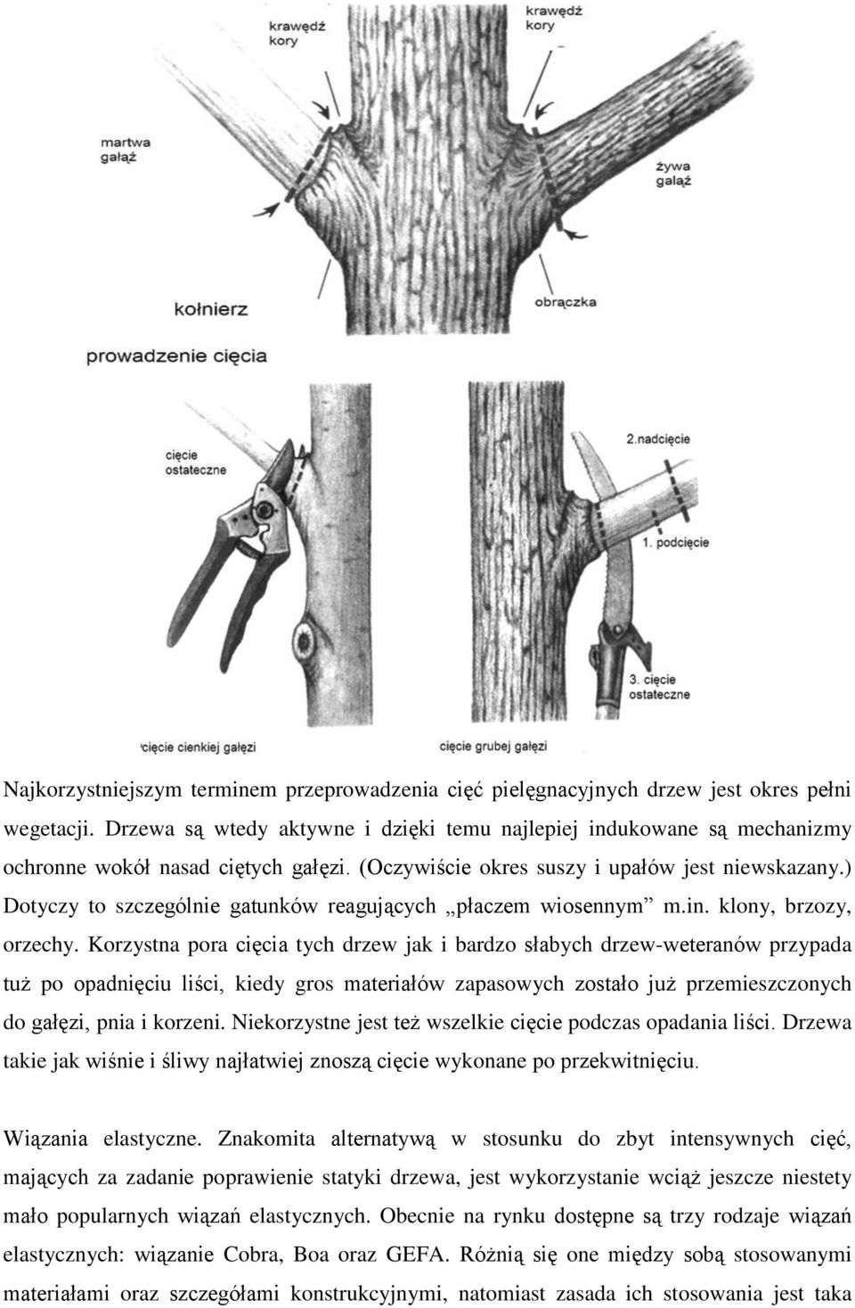 ) Dotyczy to szczególnie gatunków reagujących płaczem wiosennym m.in. klony, brzozy, orzechy.