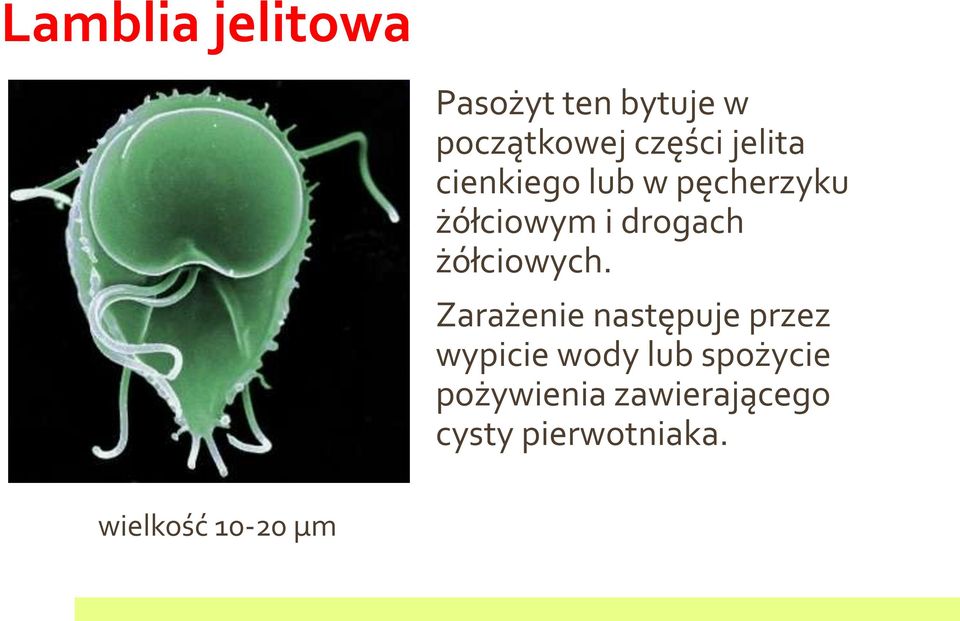 żółciowych.