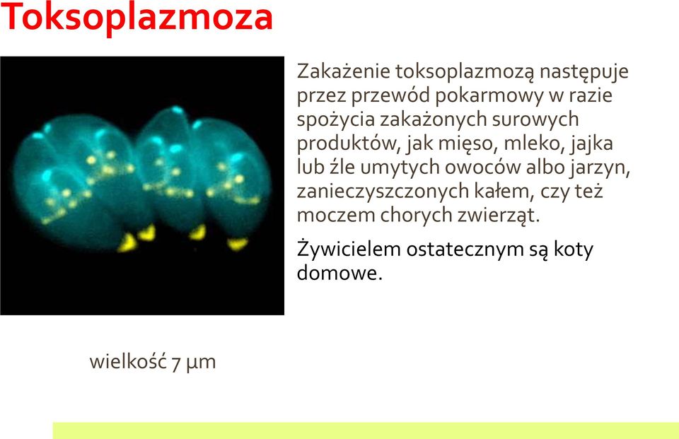 lub źle umytych owoców albo jarzyn, zanieczyszczonych kałem, czy też