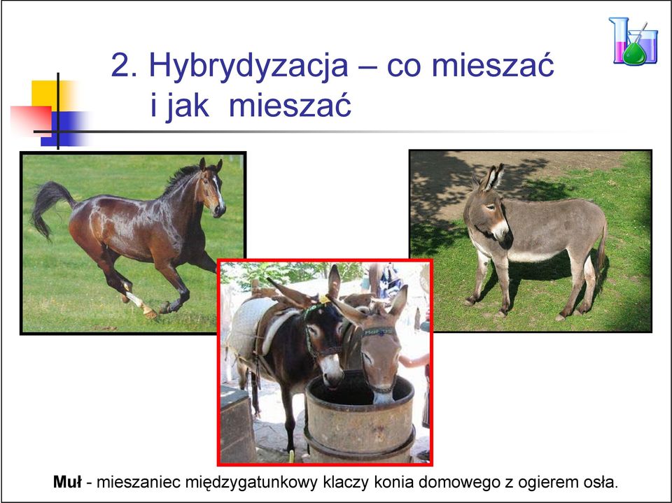 mieszaniec międzygatunkowy
