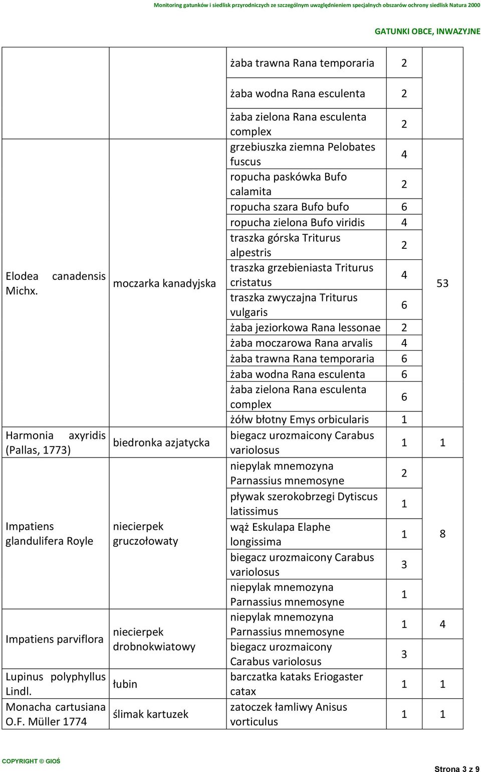 Müller 77 moczarka kanadyjska biedronka azjatycka niecierpek gruczołowaty niecierpek drobnokwiatowy łubin ślimak kartuzek ropucha szara Bufo bufo ropucha zielona Bufo viridis traszka górska Triturus
