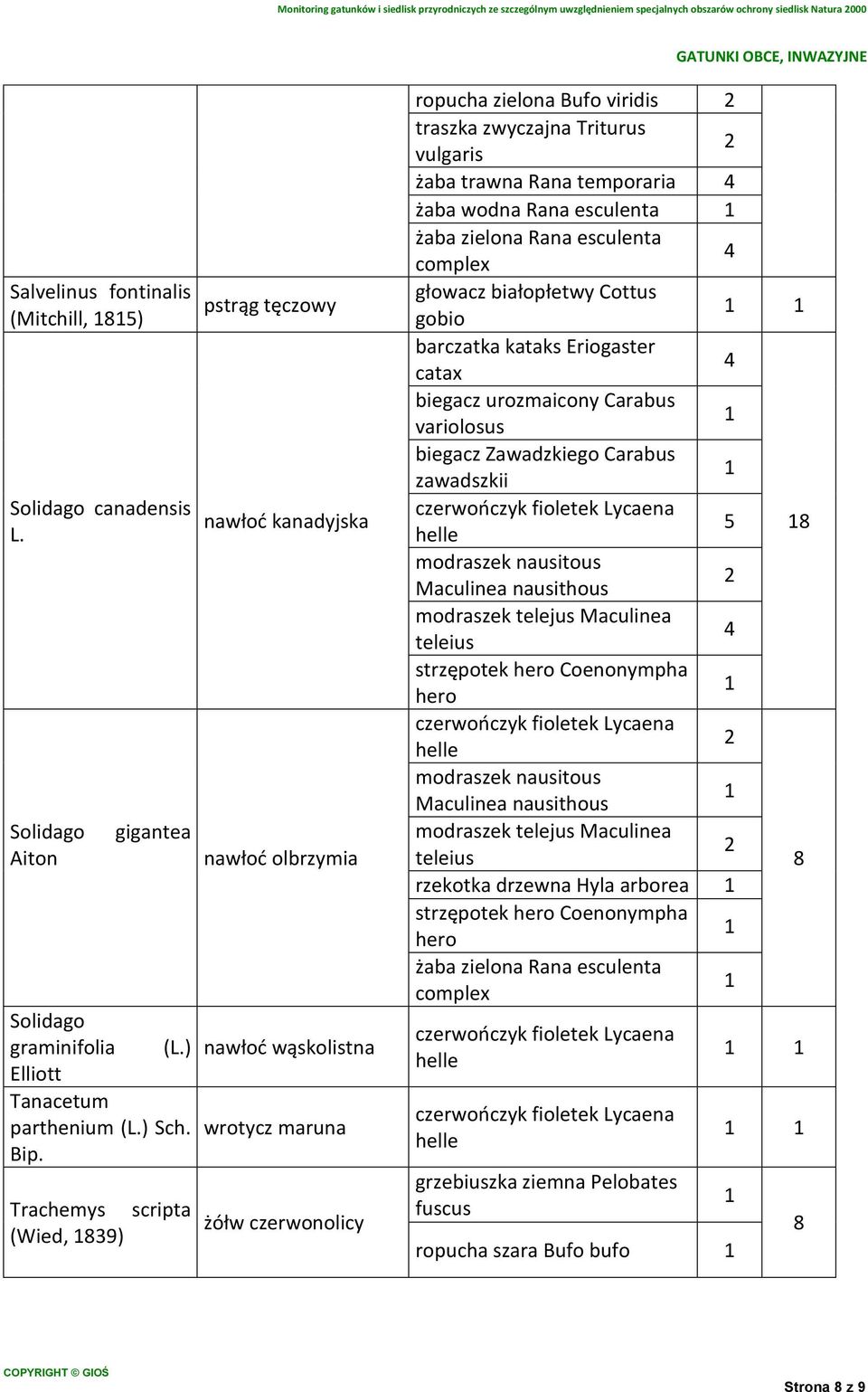 Trachemys scripta (Wied, 89) pstrąg tęczowy nawłoć kanadyjska nawłoć olbrzymia nawłoć wąskolistna wrotycz maruna żółw czerwonolicy ropucha zielona Bufo viridis żaba trawna Rana temporaria żaba wodna