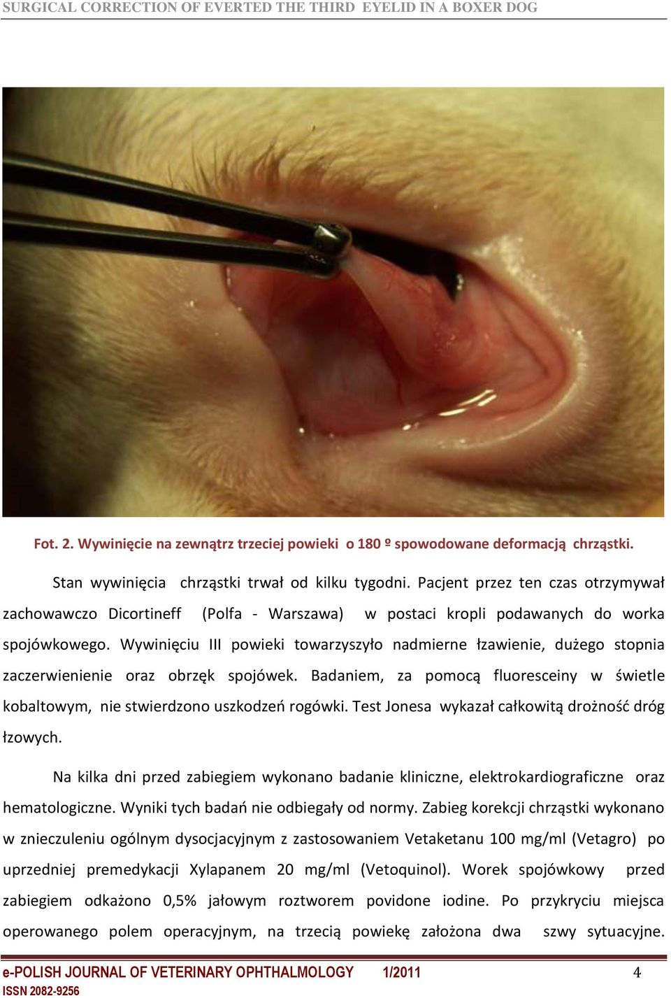 Wywinięciu III powieki towarzyszyło nadmierne łzawienie, dużego stopnia zaczerwienienie oraz obrzęk spojówek. Badaniem, za pomocą fluoresceiny w świetle kobaltowym, nie stwierdzono uszkodzeń rogówki.
