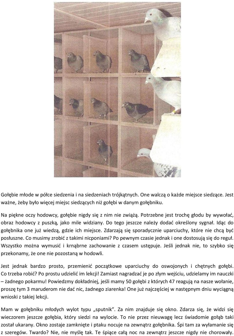 Idąc do gołębnika one już wiedzą, gdzie ich miejsce. Zdarzają się sporadycznie uparciuchy, które nie chcą być posłuszne. Co musimy zrobić z takimi nicponiami?