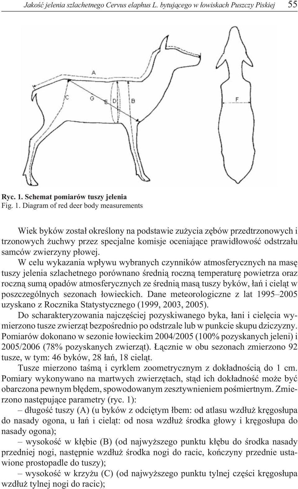 Diagram of red deer body measurements Wiek byków zosta³ okreœlony na podstawie zu ycia zêbów przedtrzonowych i trzonowych uchwy przez specjalne komisje oceniaj¹ce prawid³owoœæ odstrza³u samców