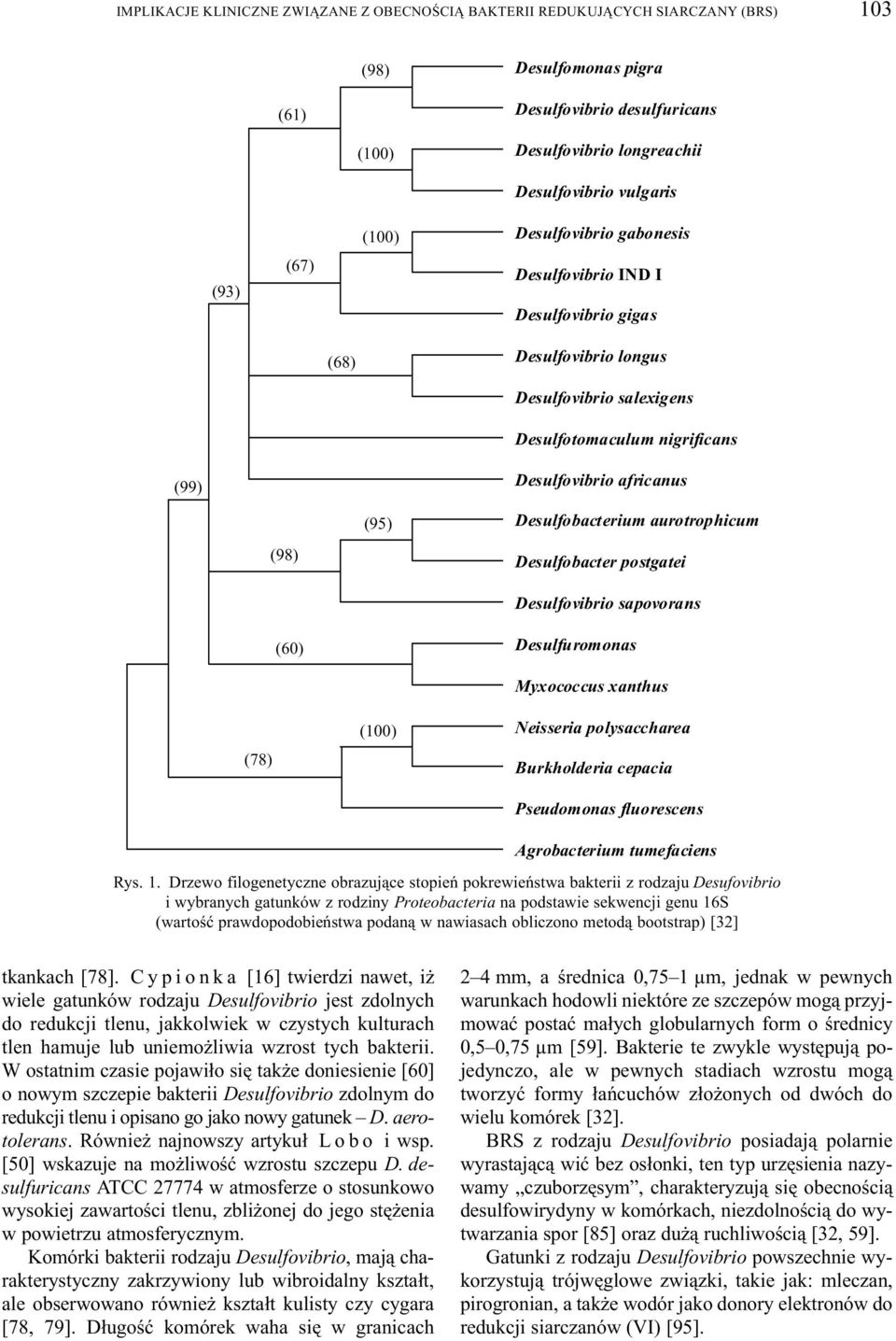 Desulfobacterium aurotrophicum (98) (98) Desulfobacter postgatei Desulfovibrio sapovorans (60) Desulfuromonas Myxococcus xanthus (78) (78) (100) Neisseria polysaccharea Burkholderia cepacia