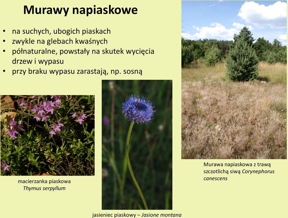 zarastają, np.