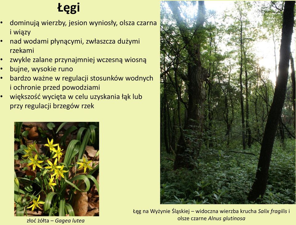 wodnych i ochronie przed powodziami większośd wycięta w celu uzyskania łąk lub przy regulacji brzegów rzek