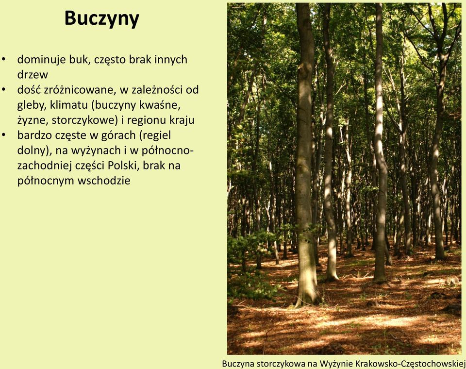 częste w górach (regiel dolny), na wyżynach i w północnozachodniej części