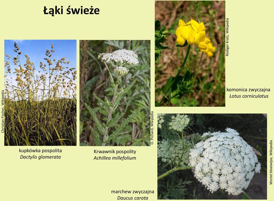 zwyczajna Lotus corniculatus kupkówka pospolita Dactylis