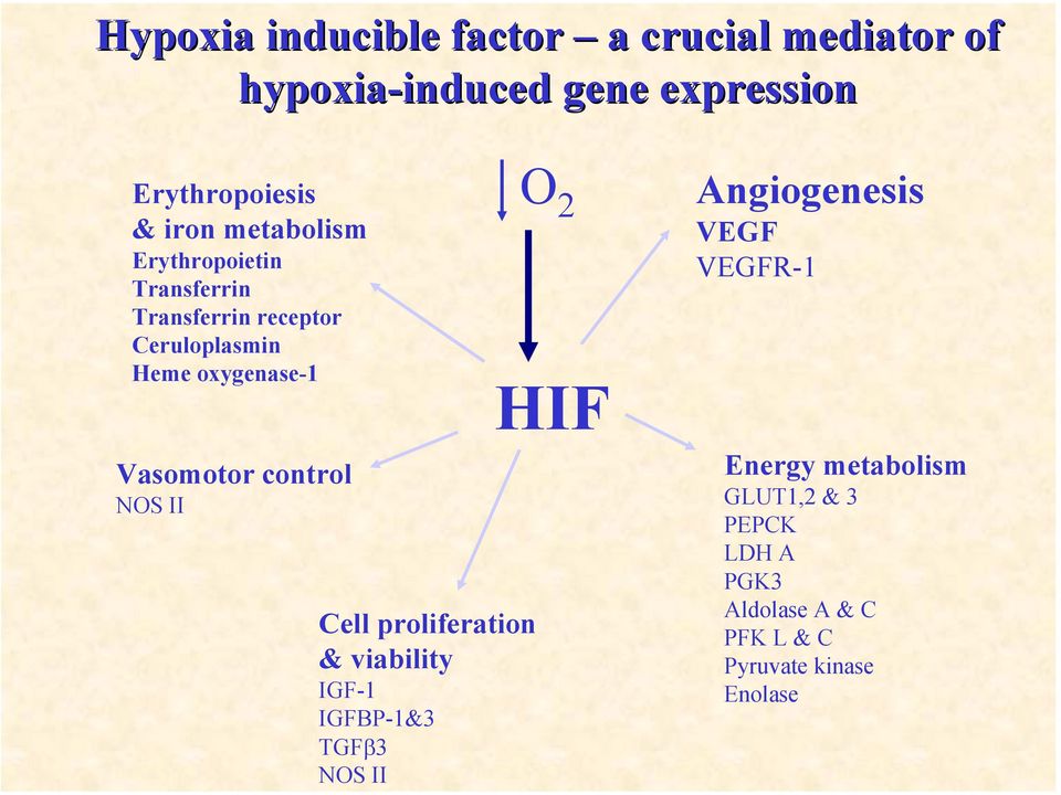 Angiogenesis VEGF VEGFR-1 Vasomotor control NOS II Cell proliferation & viability IGF-1 IGFBP-1&3 TGFβ3