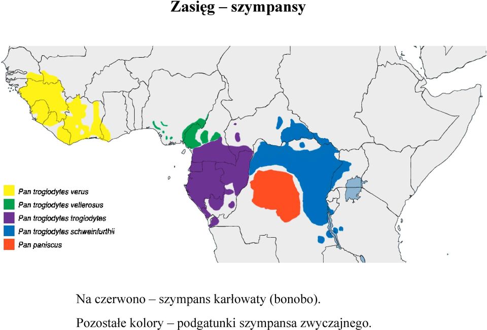 karłowaty (bonobo).