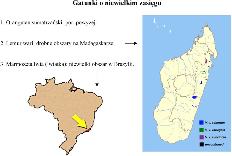 Lemur wari: drobne obszary na Madagaskarze.