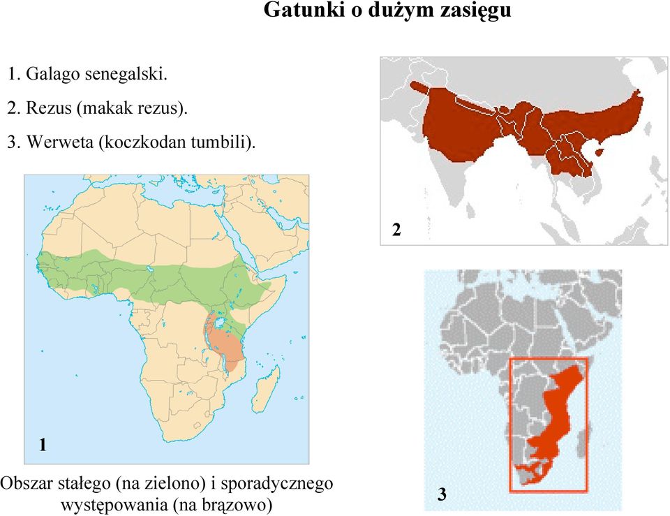 Werweta (koczkodan tumbili).