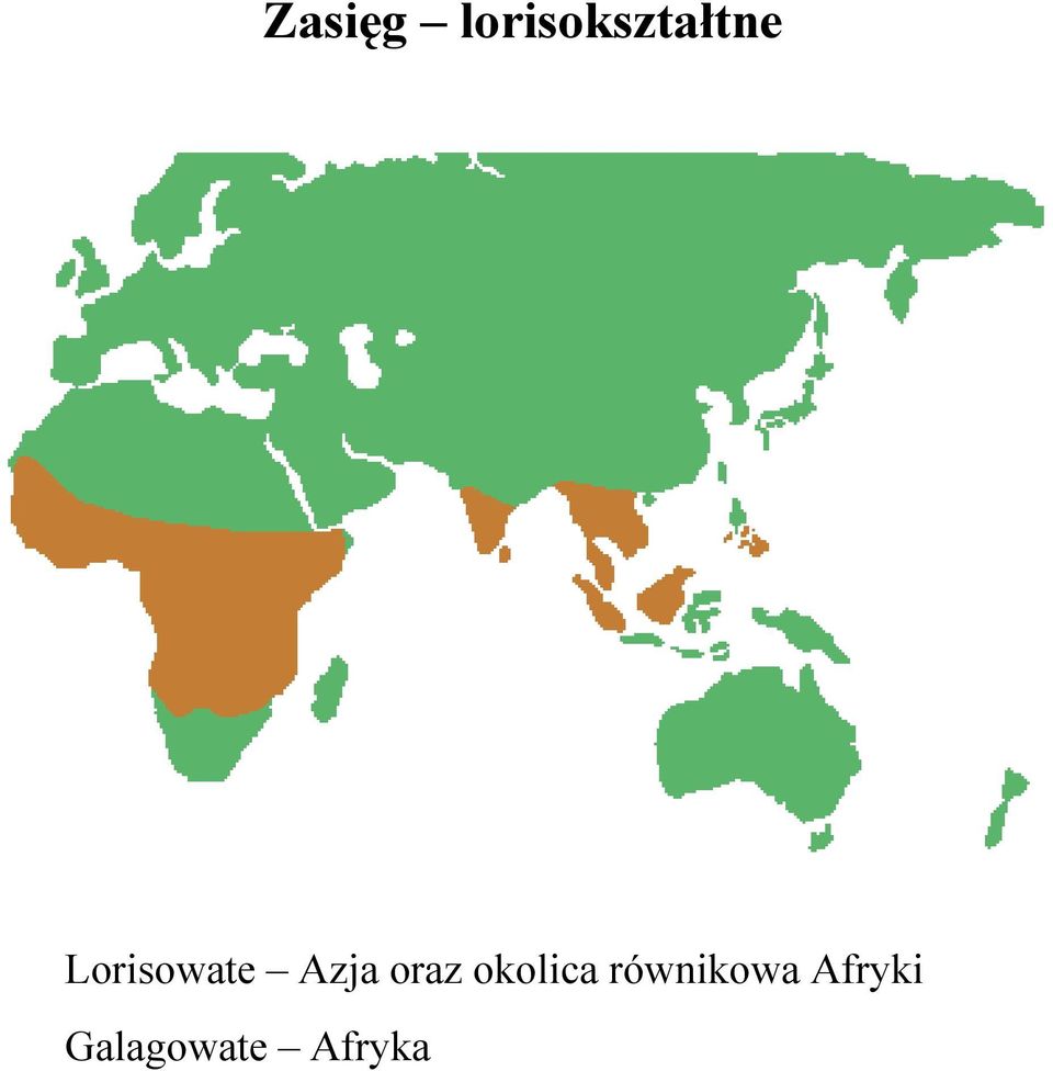 Lorisowate Azja oraz