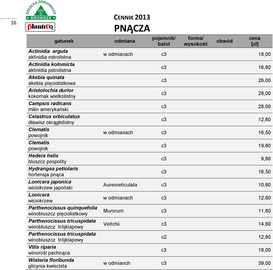 wiciokrzew Parthenocissus quinquefolia winobluszcz pięciolistkowy Parthenocissus tricuspidata winobluszcz trójklapowy Parthenocissus tricuspidata winobluszcz trójklapowy Vitis riparia winorośl