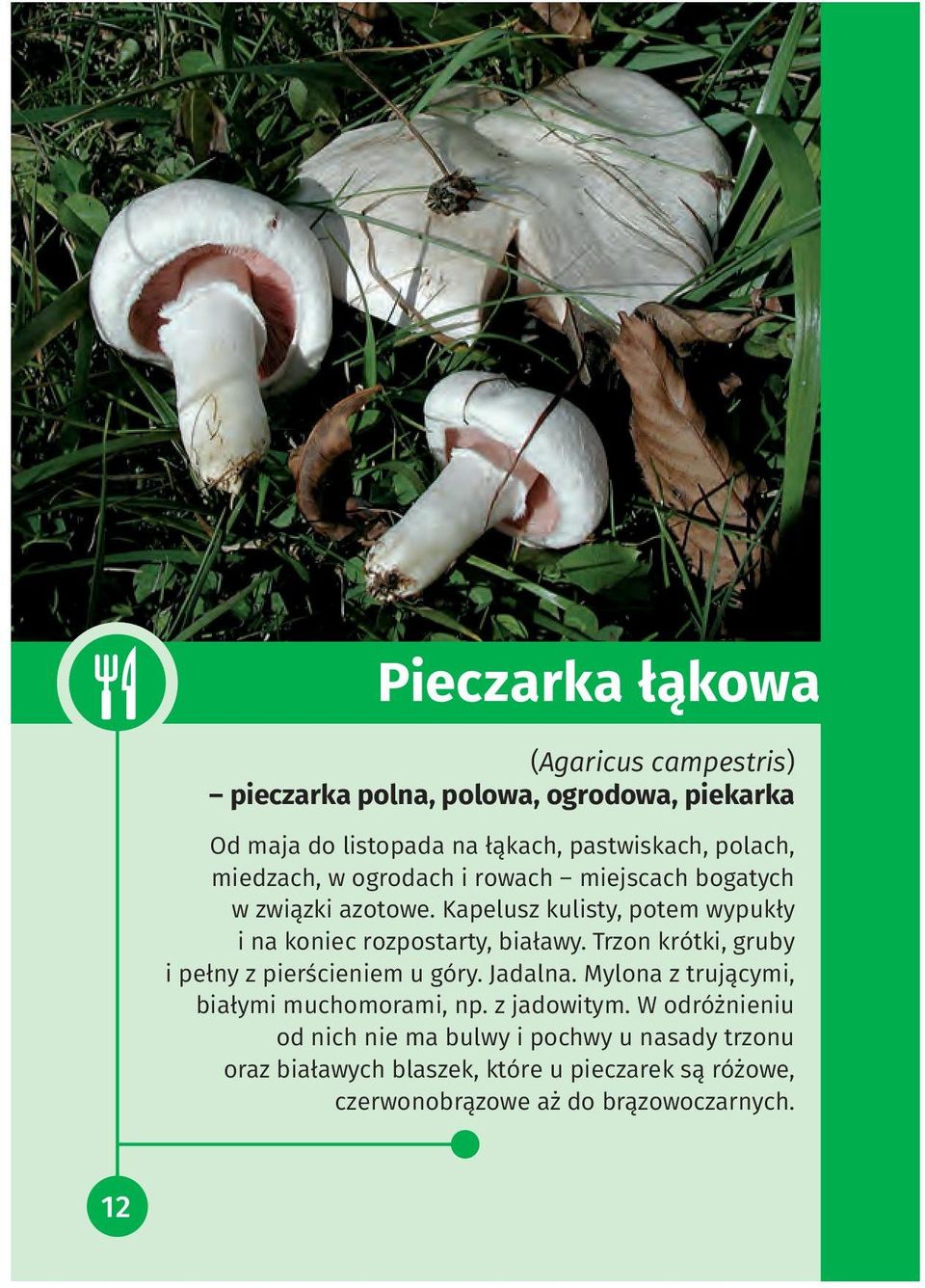 Trzon krótki, gruby i pełny z pierścieniem u góry. Jadalna. Mylona z trującymi, białymi muchomorami, np. z jadowitym.