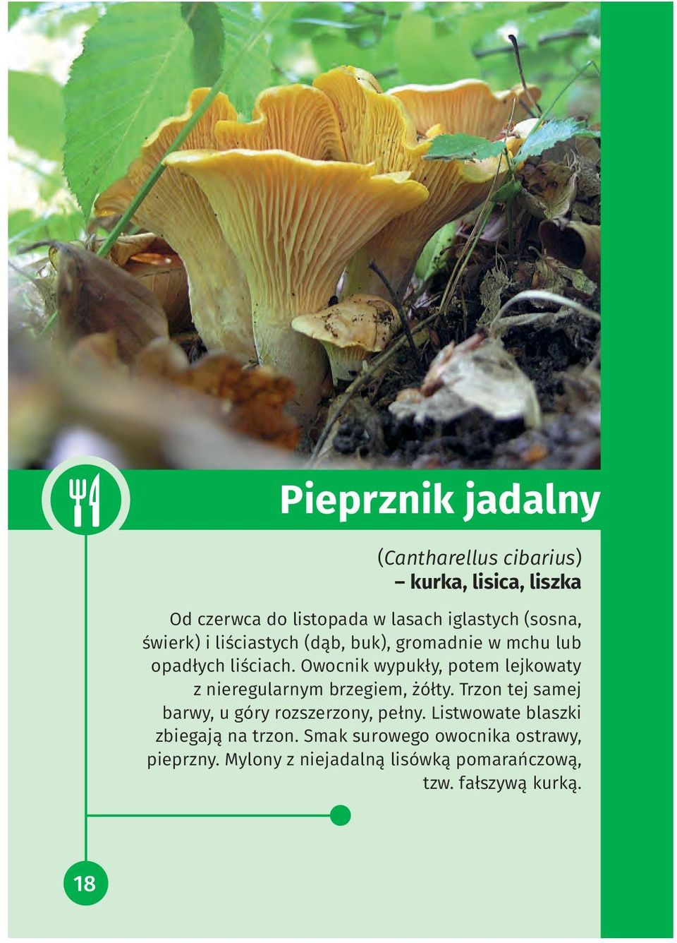 Owocnik wypukły, potem lejkowaty z nieregularnym brzegiem, żółty.