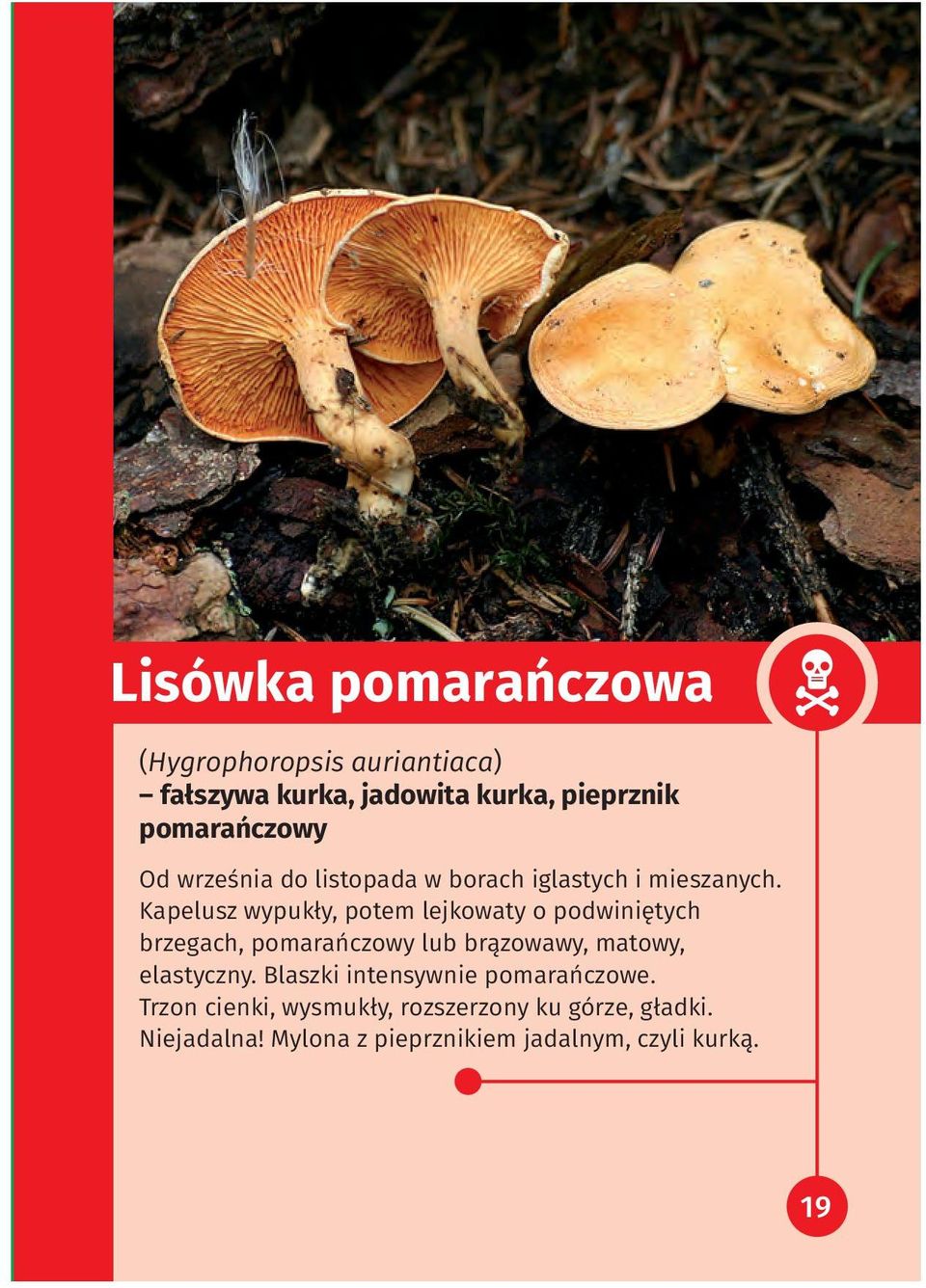 Kapelusz wypukły, potem lejkowaty o podwiniętych brzegach, pomarańczowy lub brązowawy, matowy,