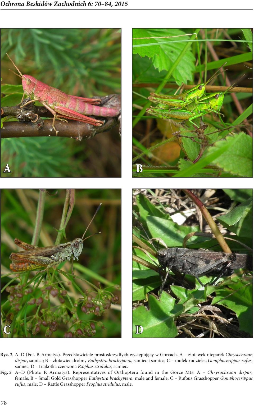 samiec; D trajkotka czerwona Psophus stridulus, samiec. Fig. 2 A D (Photo P. Armatys). Representatives of Orthoptera found in the Gorce Mts.