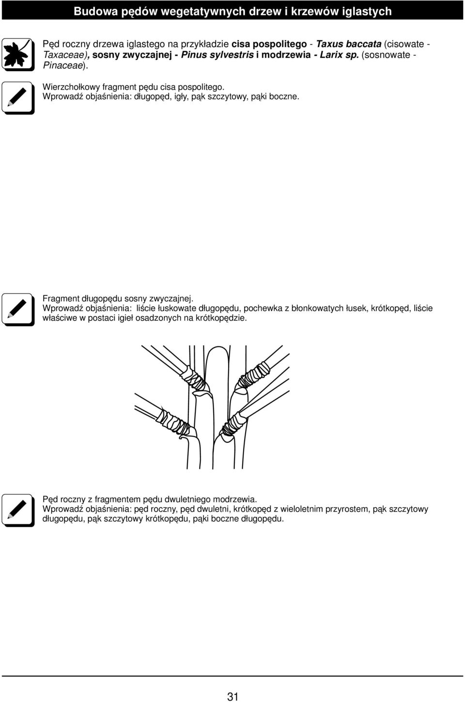 Fragment długopędu sosny zwyczajnej. Wprowadź objaśnienia: liście łuskowate długopędu, pochewka z błonkowatych łusek, krótkopęd, liście właściwe w postaci igieł osadzonych na krótkopędzie.