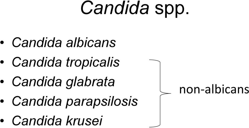 tropicalis Candida glabrata