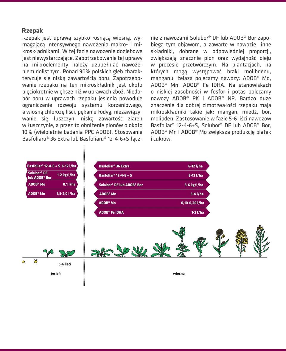 Zapotrzebowanie rzepaku na ten mikroskładnik jest około pięciokrotnie większe niż w uprawach zbóż.