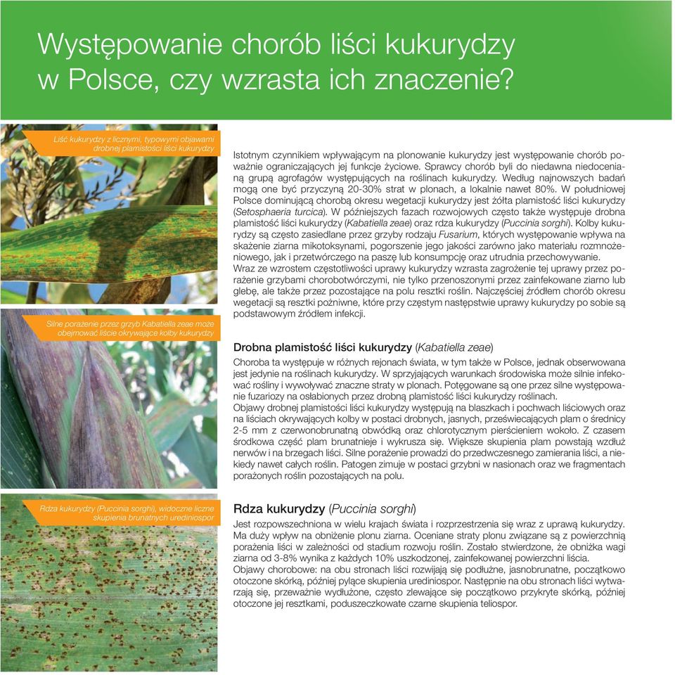 wpływającym na plonowanie kukurydzy jest występowanie chorób poważnie ograniczających jej funkcje życiowe.