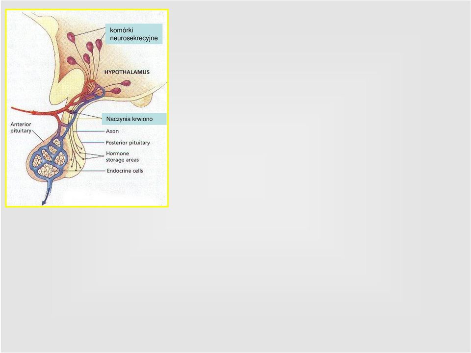 regulujące wydzielanie komórek części gruczołowej przysadki (liberyny i statyny) Tyreoliberyna TRH TSH tripeptyd Gonadoliberyna GnRH LH/FSH dekapepyd Kortykoliberyna CRH ACTH oligopeptyd