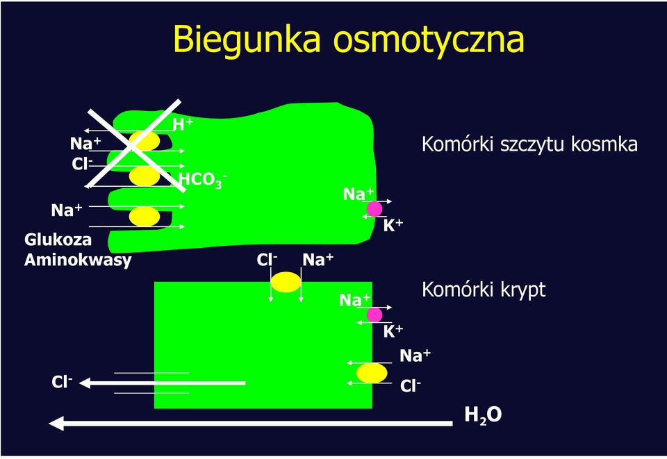 Glukoza Aminokwasy Cl - Na + Na + K +