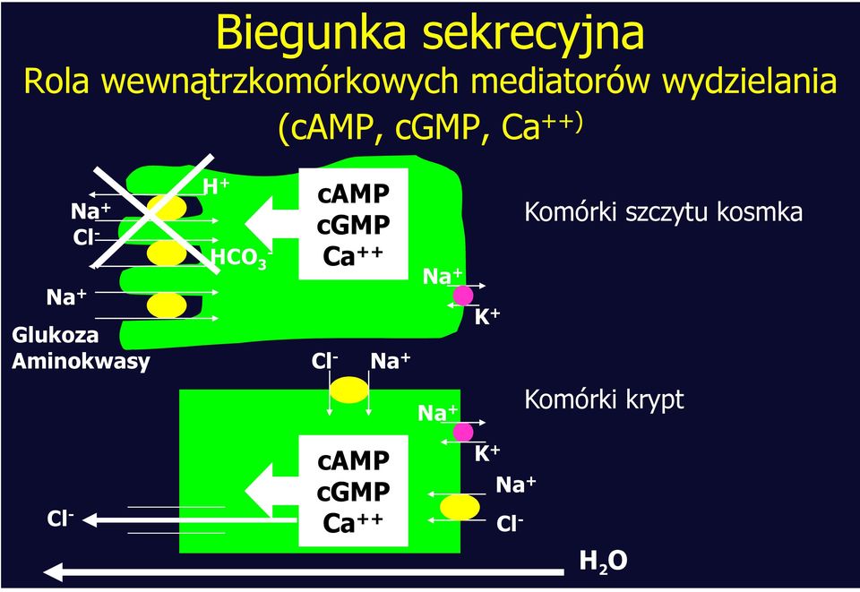 Aminokwasy H + HCO 3 - camp cgmp Ca ++ Cl - Na + Na + K +