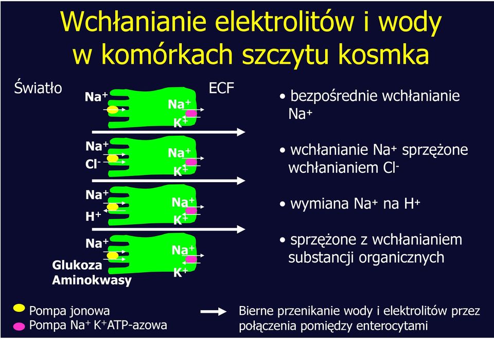 Aminokwasy Pompa jonowa Pompa Na + K + ATP-azowa Na + K + Na + K + wymiana Na + na H + sprzężone z