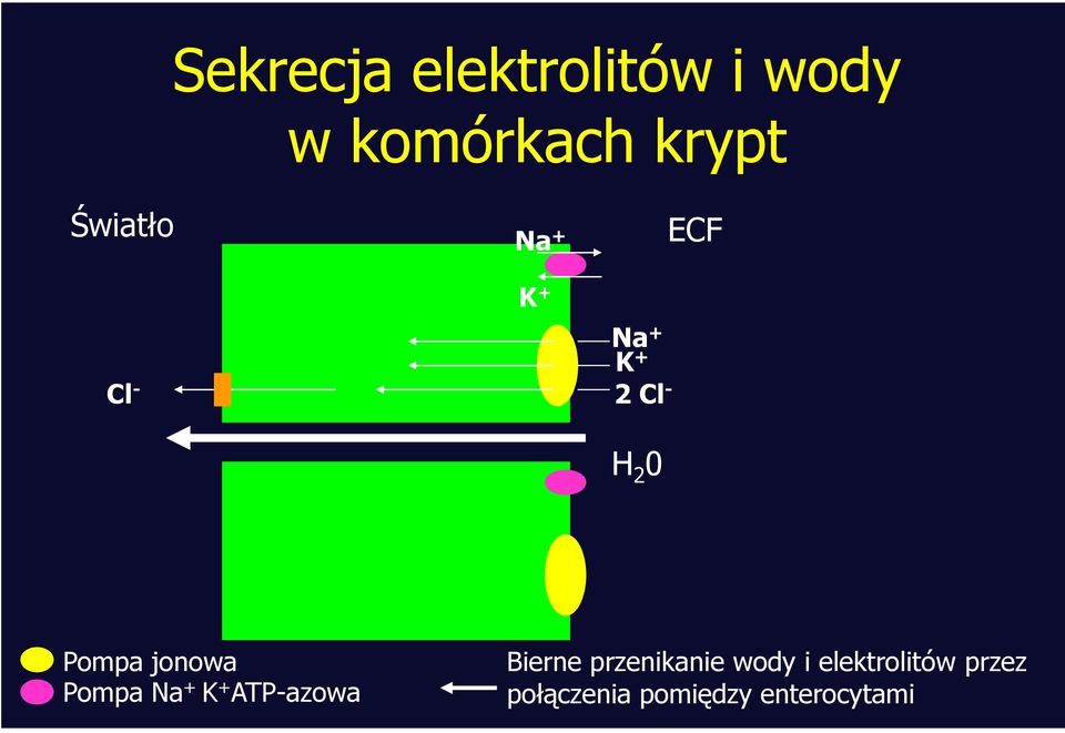 Pompa jonowa Pompa Na + K + ATP-azowa Bierne