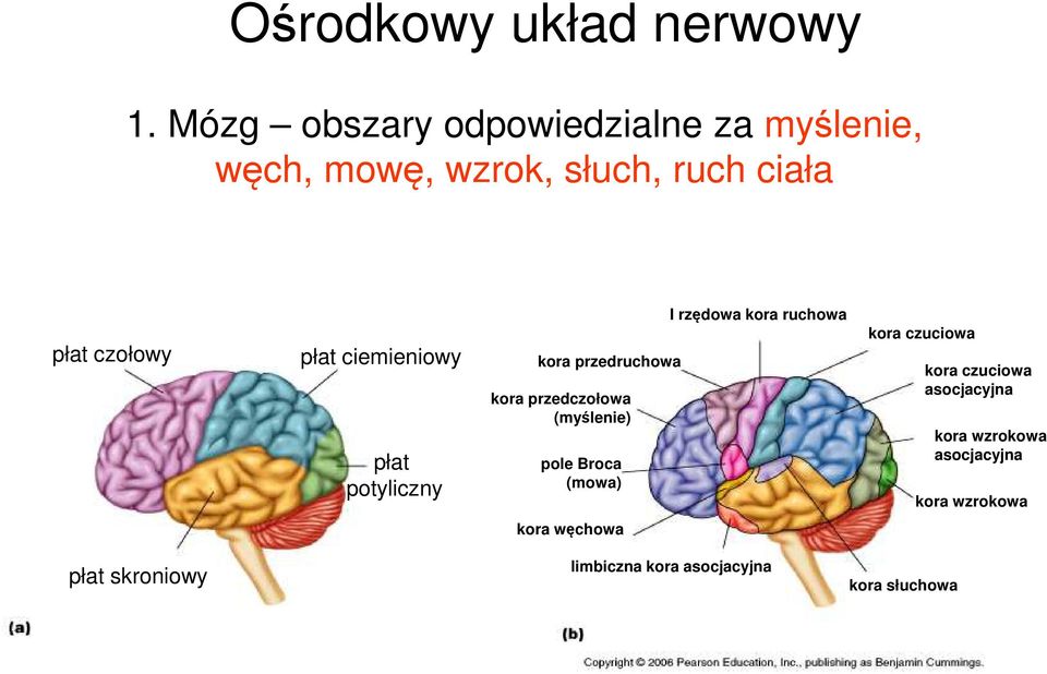 ciemieniowy płat potyliczny kora przedruchowa kora przedczołowa (myślenie) pole Broca (mowa) I