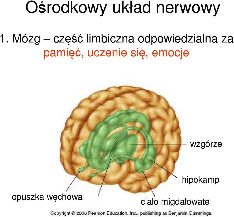 za pamięć, uczenie się, emocje