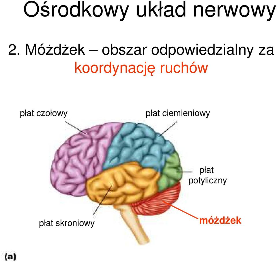 koordynację ruchów płat czołowy płat