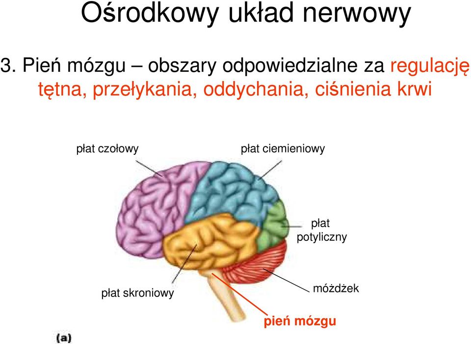 tętna, przełykania, oddychania, ciśnienia krwi