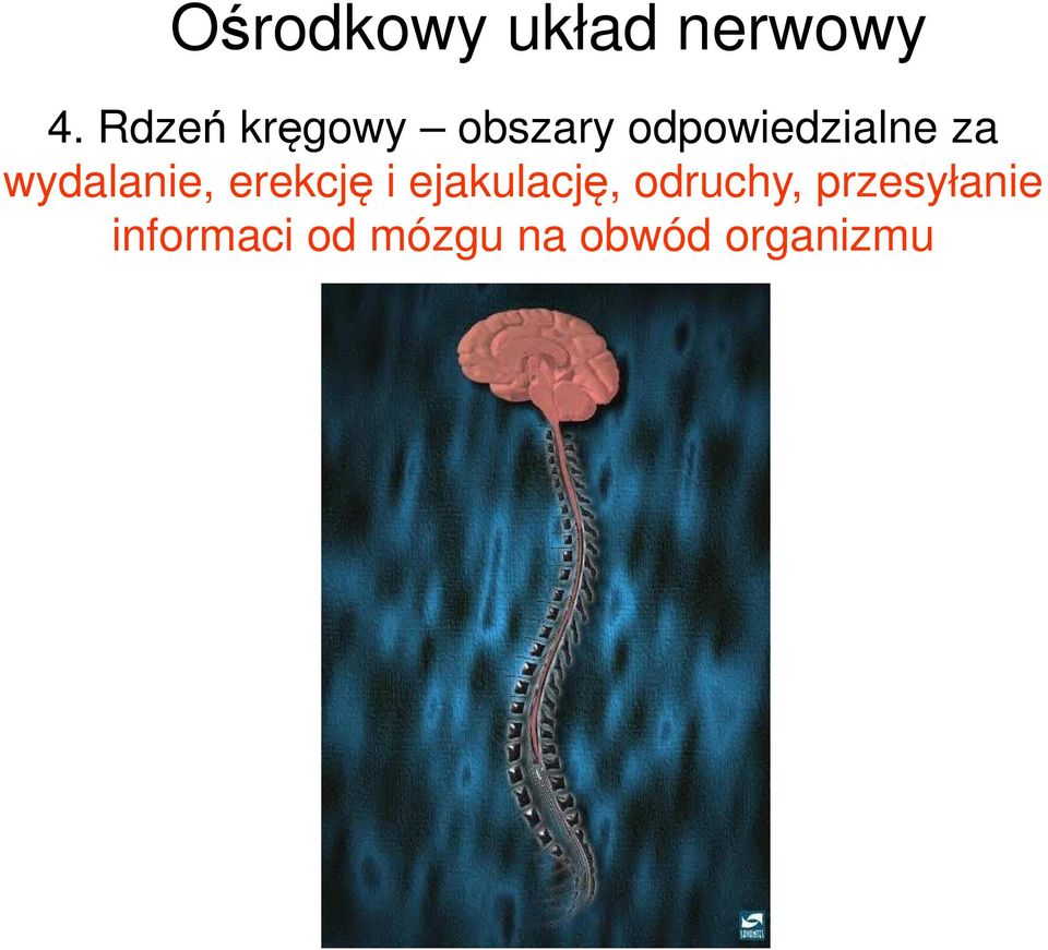 wydalanie, erekcję i ejakulację,