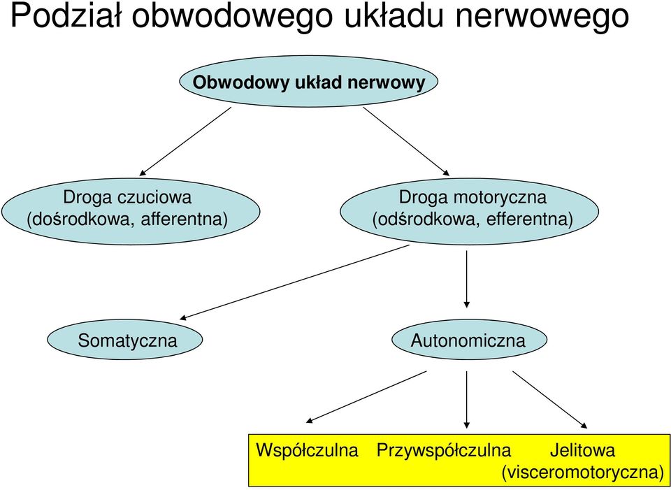 motoryczna (odśrodkowa, efferentna) Somatyczna